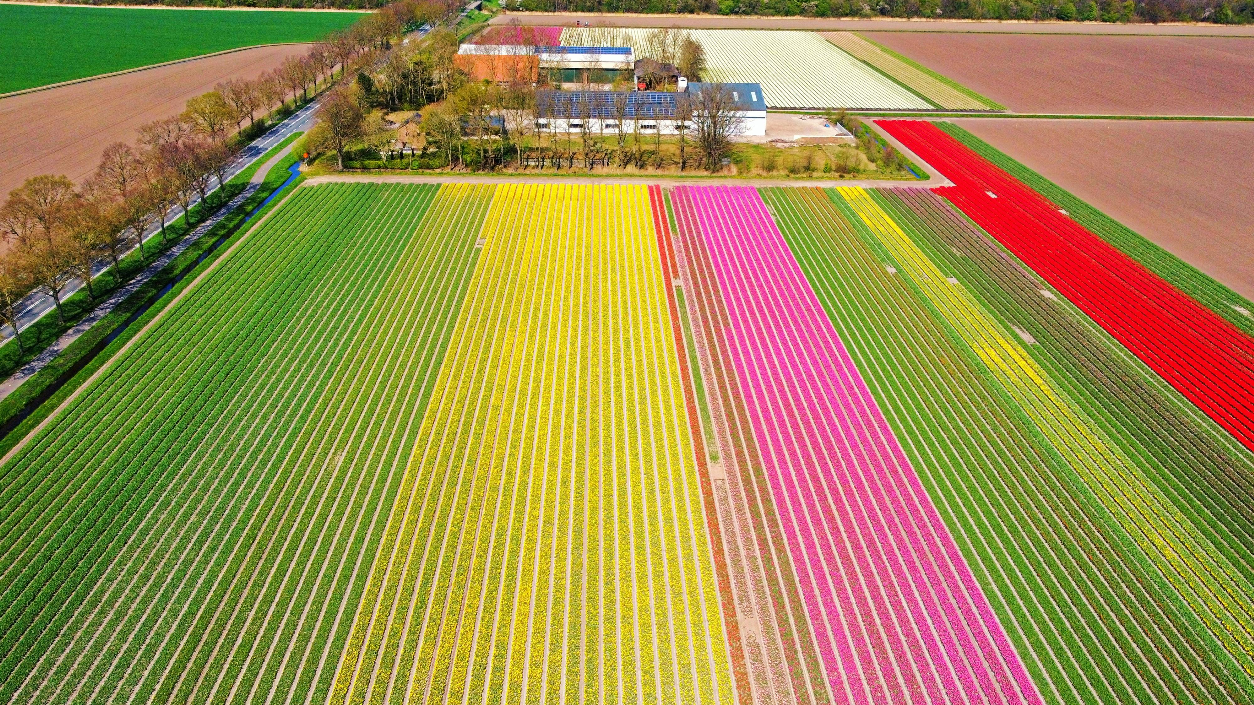 Tulpenveld Nederland